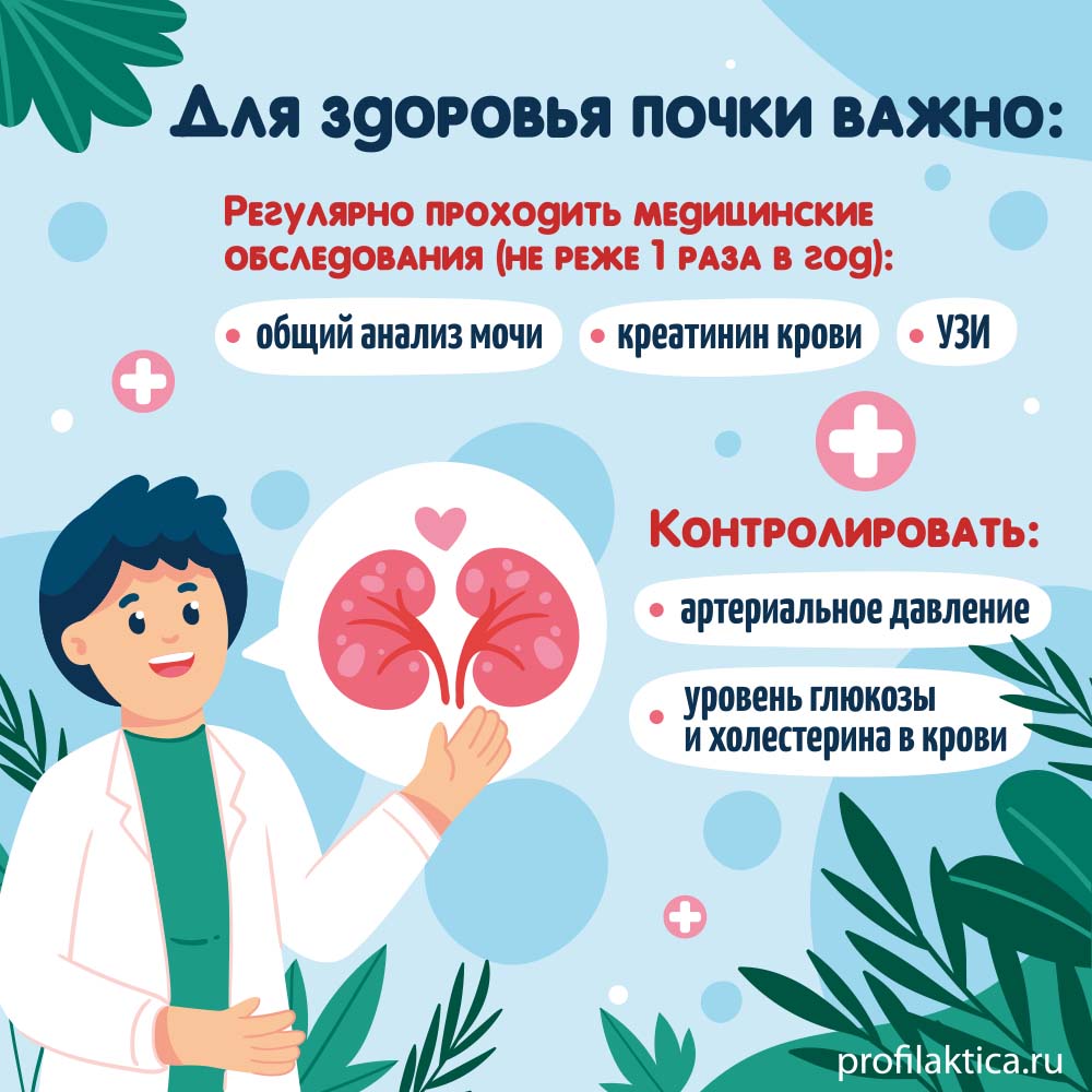 Почки_3.jpg (147 KB)
